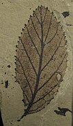 Alnus parvifolia fossil leaf