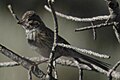 juvenile Sage Sparrow, probably the offspring of the previous bird