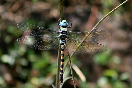 Anax immaculifrons male