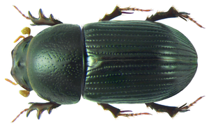 Aphodius crenatus.