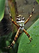 Araña Tigre Argiope argentata