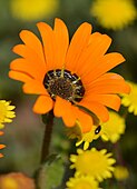 Flower close-up