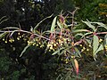 Berberis gagnepainii