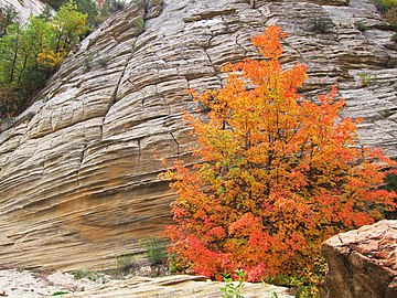 מין האדר Acer grandidentatum