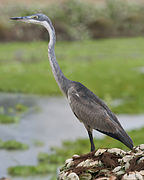 Black-headed Heron (Ardea melanocephala)