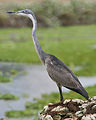 Black-headed Heron