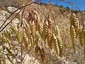 Bromus briziformis