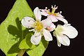 Gocce di nettare nei fiori di grano saraceno