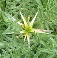 Centaurea calcitrapa