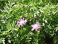 Centaurea dealbata