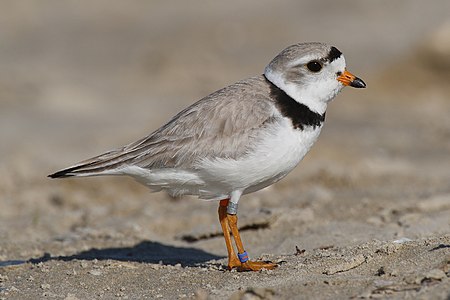 Piping plover, by Mdf