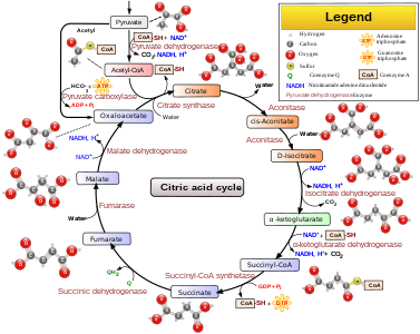 Citric acid cycle, by YassineMrabet (edited by Narayanese and TotoBaggins, vectorised by WikiUserPedia))
