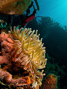 Condylactis gigantea (Giant Anemone - yellow & pink tip variation)