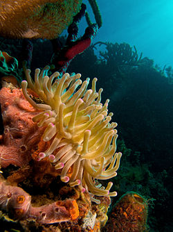 Giant Caribbean sea anemone