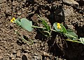 Вязель завитой (Coronilla scorpioides)