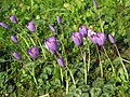 Crocus nudiflorus clump