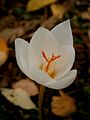 Crocus pulchellus 'Albus'