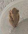 Cuban tree frogs can vary greatly in color, sometimes appearing white when inactive or cold.