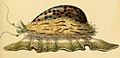 Ilustração de Cypraea tigris com o animal, publicada na obra Elements of conchology: an introduction to the natural history of shells and of the animals which form them (Londres, 1860).