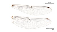 Male wings