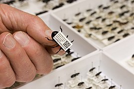A collection barcode on a pinned beetle specimen