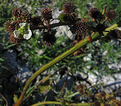 Description de l'image Echinodorusberteroi.jpg.