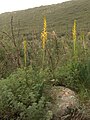 E. alaicus flowering on a grassy slope near Karakol, Kyrgyzstan in the Tien Shan range