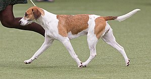 Crufts Winner