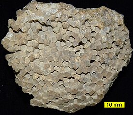 Favosites sp. из верхнего ордовика южной Индианы