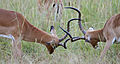 Impalas fighting during rut