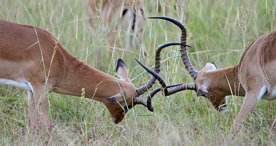 Impalas fighting during rut, by Muhammad Mahdi Karim