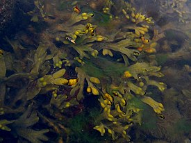 Rakkohauru eli rakkolevä (Fucus vesiculosus)