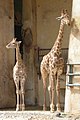 Girafas de Angola (Giraffa camelopardalis angolensis).