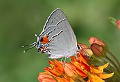 Adult, ventral view of wings.