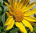 Helianthella castanea