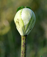 Tige cannelée tachée de pourpre d'une plante en croissance.