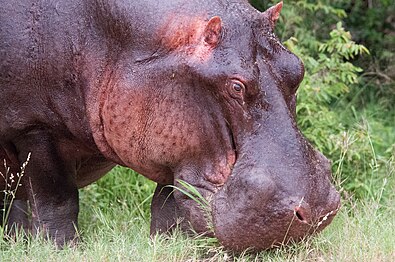 Sécrétions roses d'un hippopotame.