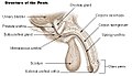 Structure of the male sex organs.