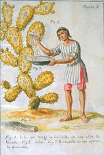 A native of Central America collecting cochineal insects from a cactus to make red dye (1777).