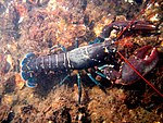 A bluish lobster walks over the sea-floor. It uses four pairs of thin legs to walk, holding its large claws in front of it. Its tail extends straight behind it, while the long, red antennae jut forwards from its head.