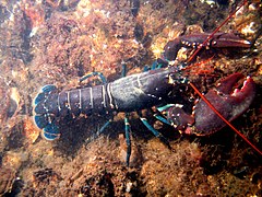 Homarus gammarus, de la super-famille des Astacidea.