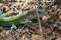 Sardão (Timon lepidus) muito comum em todo território araciense