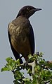 Hildebrandt's Starling (thanks to JMK for id)