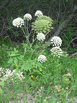 Lehtokarvasputki (Laserpitium latifolium)