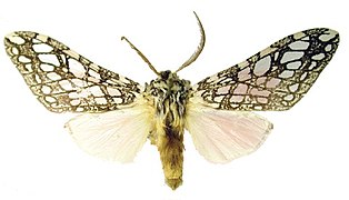 Lophocampa hyalinipuncta ♂