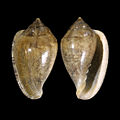 Marginella orstomi off Luanda, Angola