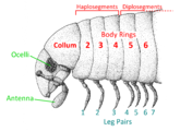 Modern millipede anatomy for comparison