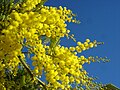 Image 1Yellow mimosa is the symbol of IWD in Italy as well as in Russia, Ukraine and many other ex-Soviet Union republics (from International Women's Day)