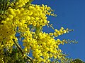 Image 24Yellow mimosa is the symbol of IWD in Italy as well as in Russia, Ukraine and many other ex-Soviet Union republics (from International Women's Day)