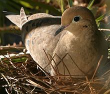 Dove sitting in a nest